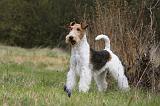 FOX TERRIER 561